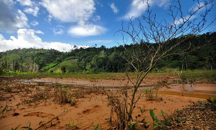 Lahan Pertanian di Sulawesi Utara Rusak Akibat Terkena Limbah Tambang Emas