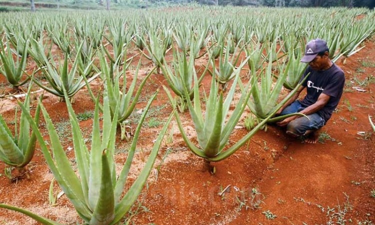 Petani Lidah Buaya di Bogor Bisa Memanen Hingga 10 Ton Per Bulan