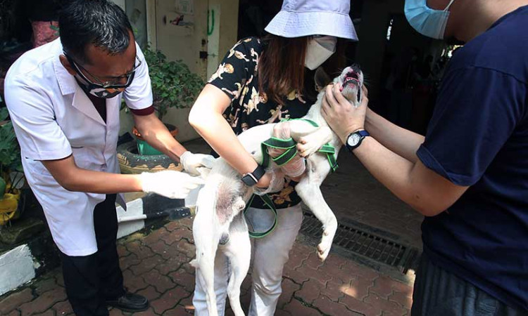 Vaksinasi Rabies Gratis Bagi Hewan Peliharaan di Jakarta