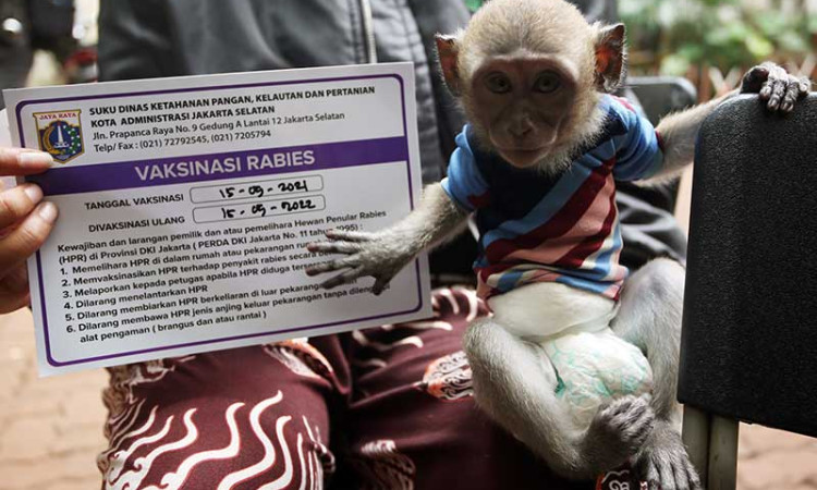 Vaksinasi Rabies Gratis Bagi Hewan Peliharaan di Jakarta