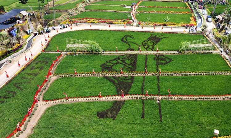 Sawah Bermotif Penari Gandrung di Banyuwangi Menjadi Destinasi Wisata Baru