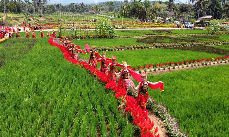 Sawah Bermotif Penari Gandrung di Banyuwangi Menjadi Destinasi Wisata Baru