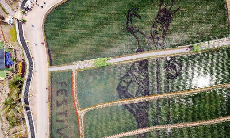 Sawah Bermotif Penari Gandrung di Banyuwangi Menjadi Destinasi Wisata Baru