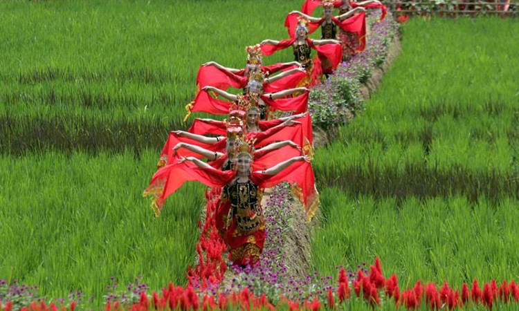 Sawah Bermotif Penari Gandrung di Banyuwangi Menjadi Destinasi Wisata Baru