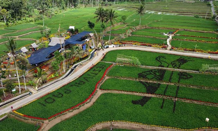 Sawah Bermotif Penari Gandrung di Banyuwangi Menjadi Destinasi Wisata Baru