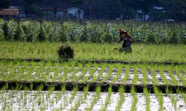 Pemerintah Catat Kesejahteraan Petani di Indonesia Masih Kurang