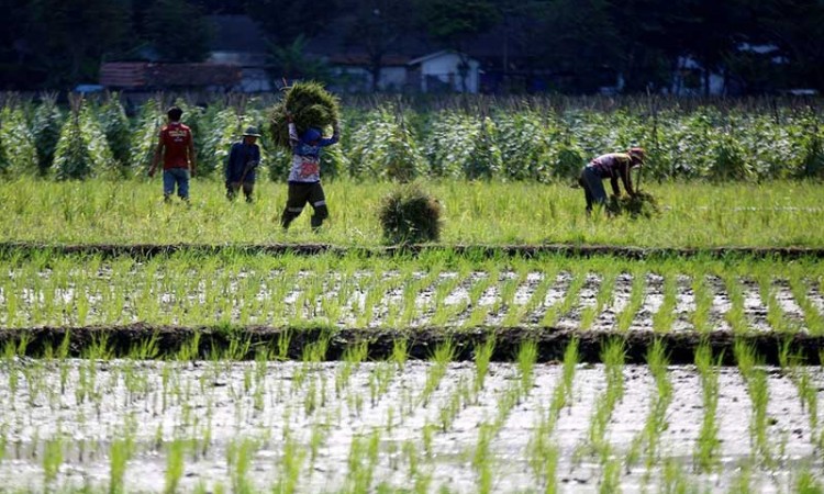 Pemerintah Catat Kesejahteraan Petani di Indonesia Masih Kurang