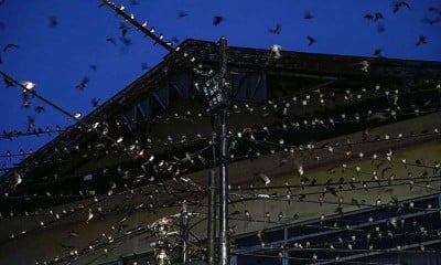 Ribuan Burung Layang-Layang Asia Bermigrasi ke Yogyakarta