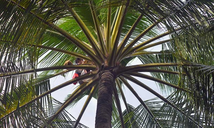 Panen Air Nira Kelapa di Pada Sumatra Barat