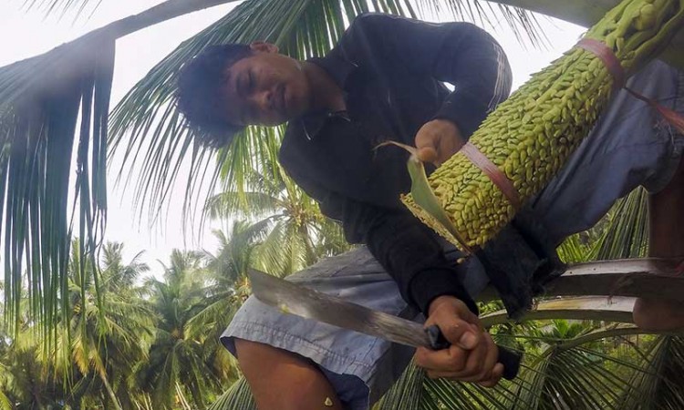 Panen Air Nira Kelapa di Pada Sumatra Barat