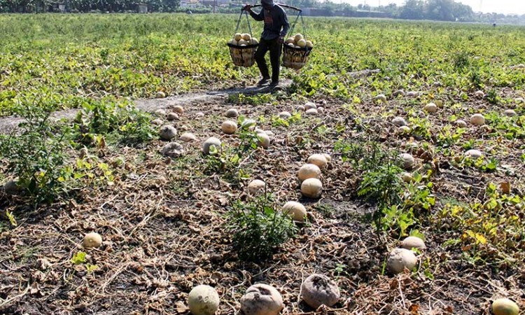 Musim Kemarau Yang Diselangi Hujan Membuat Kualitas Buah Melon Menurun