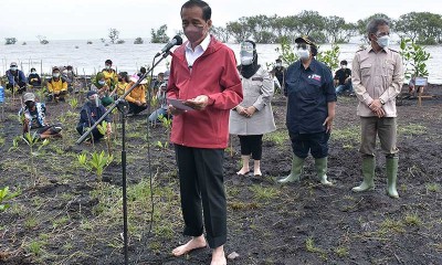 Tanpa Alas Kaki, Presiden Joko Widodo Tanam Mangrove di Riau
