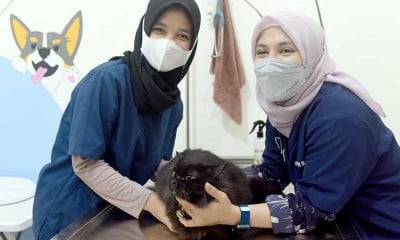 Sambut Hari Rabies Sedunia, Sejumlah Wilayah di Indonesia Gelar Vaksinasi Rabies Gratis