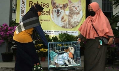 Sambut Hari Rabies Sedunia, Sejumlah Wilayah di Indonesia Gelar Vaksinasi Rabies Gratis