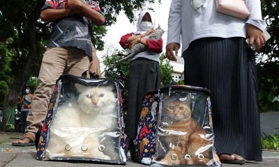 Sambut Hari Rabies Sedunia, Sejumlah Wilayah di Indonesia Gelar Vaksinasi Rabies Gratis