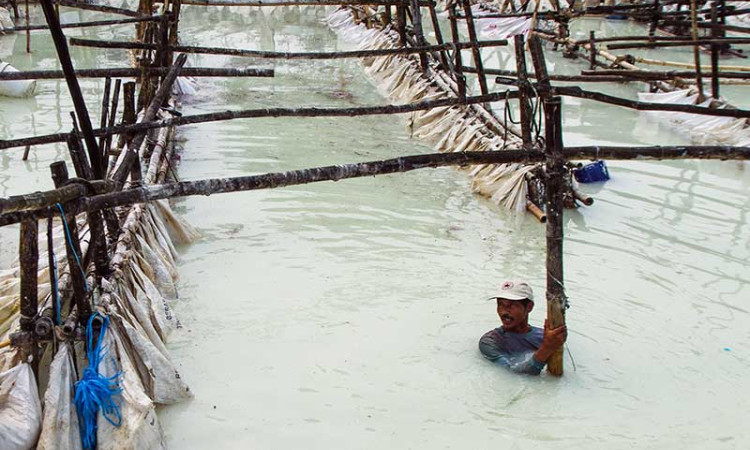 Lahan Pengolahan Limbah Tepung di Jawa Barat