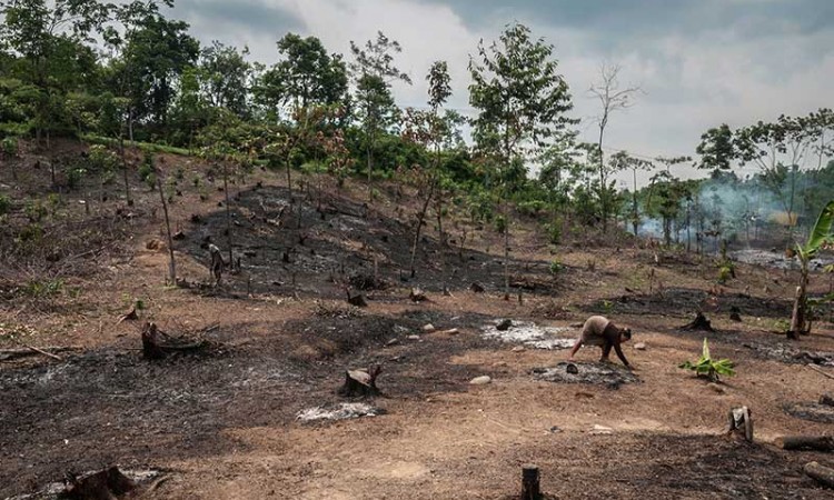 Jelang Musim Tnam, Suku Baduy Gelar Tradisi Ngaduruk