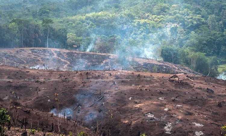 Jelang Musim Tnam, Suku Baduy Gelar Tradisi Ngaduruk