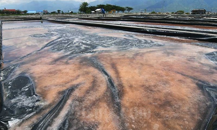 Petani Garam di Palu Mulai Memproduksi Garam Dengan Sistem Geomembran