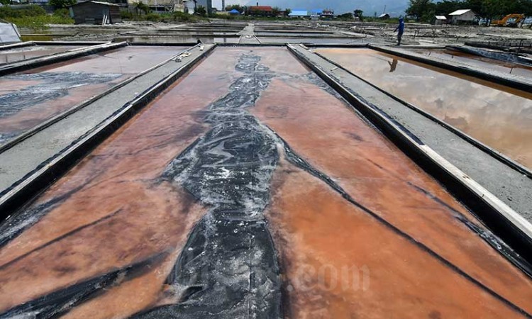 Petani Garam di Palu Mulai Memproduksi Garam Dengan Sistem Geomembran