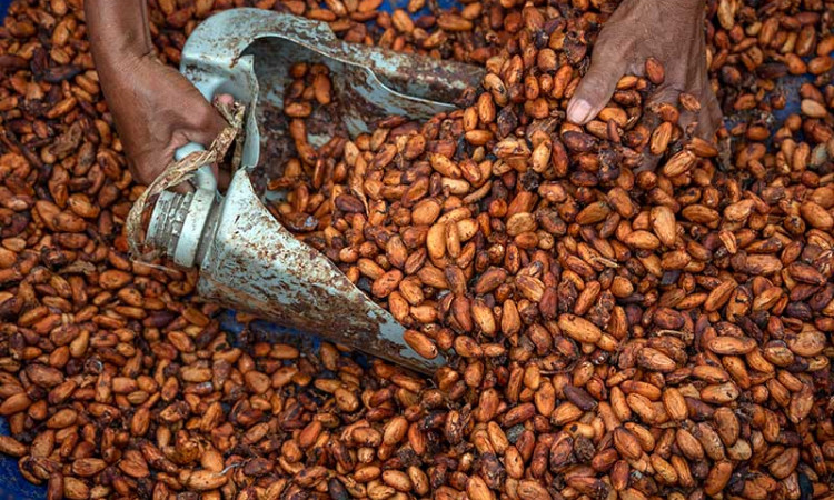Indonesia Dinobatkan Sebagai Produsen Kakao Terbesar ke-6 di Dunia