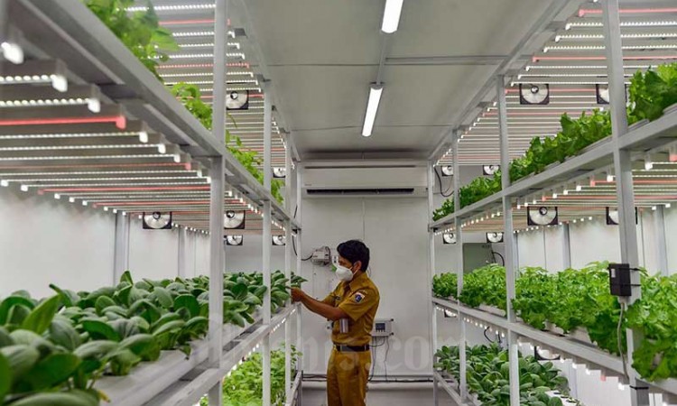 Container Farming Jadi Solusi Lahan Pertanian di Jakarta