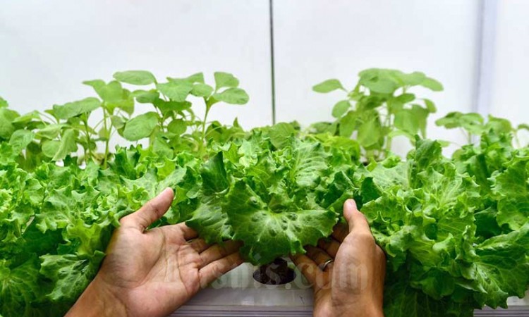 Container Farming Jadi Solusi Lahan Pertanian di Jakarta