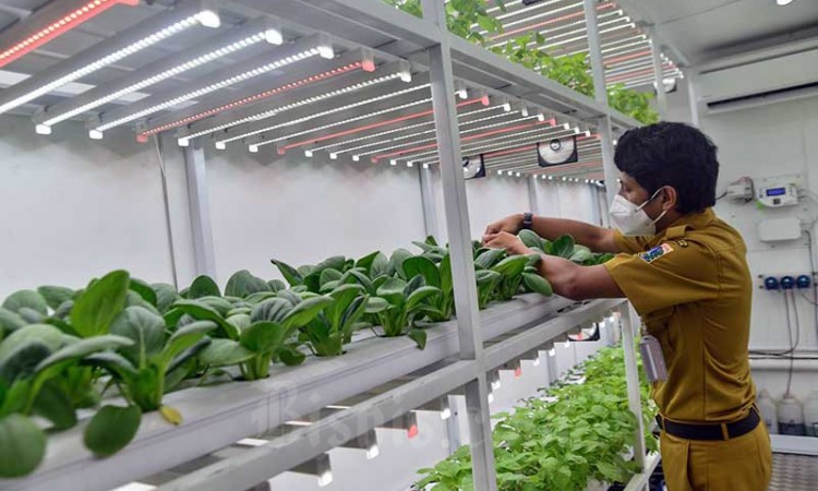 Container Farming Jadi Solusi Lahan Pertanian di Jakarta