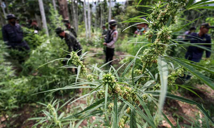 BNN Musnahkan 3 Hekare Ladang Ganjang di Aceh