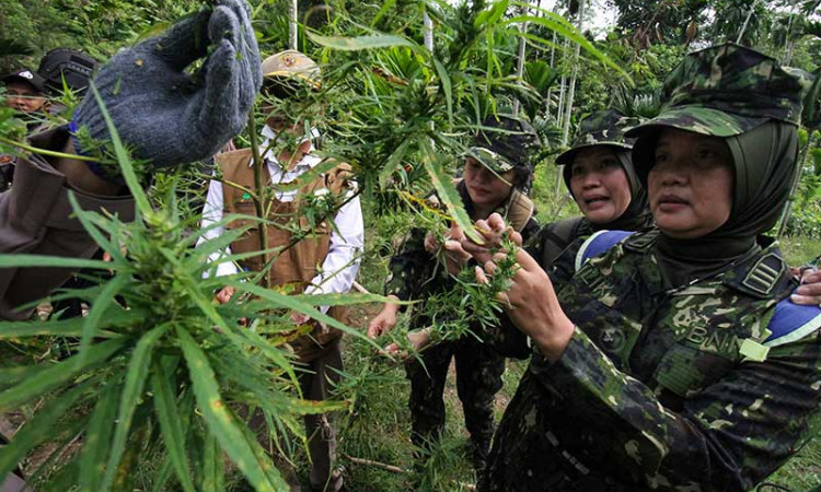 BNN Musnahkan 3 Hekare Ladang Ganjang di Aceh