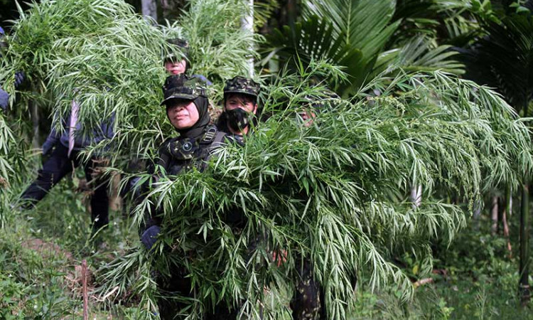 BNN Musnahkan 3 Hekare Ladang Ganjang di Aceh