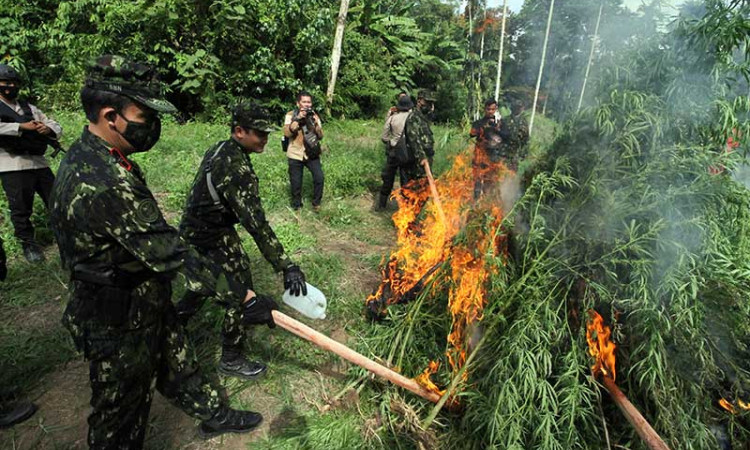 BNN Musnahkan 3 Hekare Ladang Ganjang di Aceh