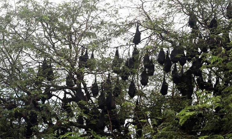 Kota Kelelawar di Sulawesi Selatan