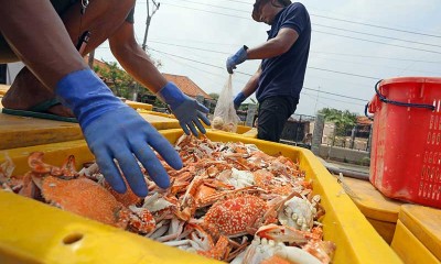 KKP Larang Penangkapan Rajungan, Kepiting dan Lobster Yang Sedang Bertelur
