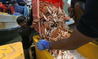 KKP Keluarkan Larang Penangkapan Rajungan, Kepiting dan Lobster Yang Sedang Bertelur