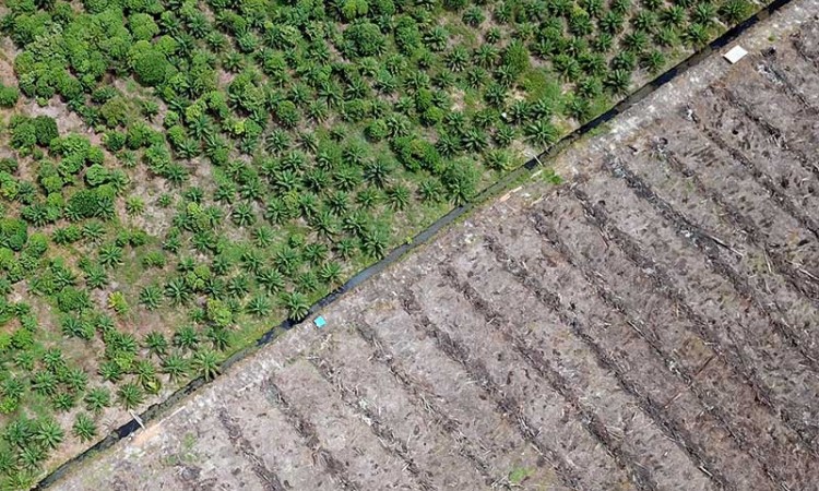 Aloh Fungsi Kawasan Konservasi Suaka Margasatwa Menjadi Perkebunan Kelapa Sawit di Aceh