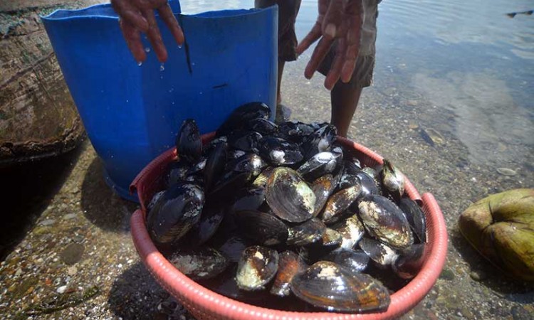 Tangkapan Kerang Lokan Yang Merupakan Khas Danau Singkarak Melimpah