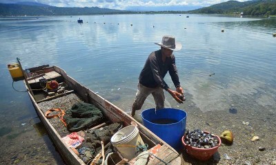 Tangkapan Kerang Lokan Yang Merupakan Khas Danau Singkarak Melimpah