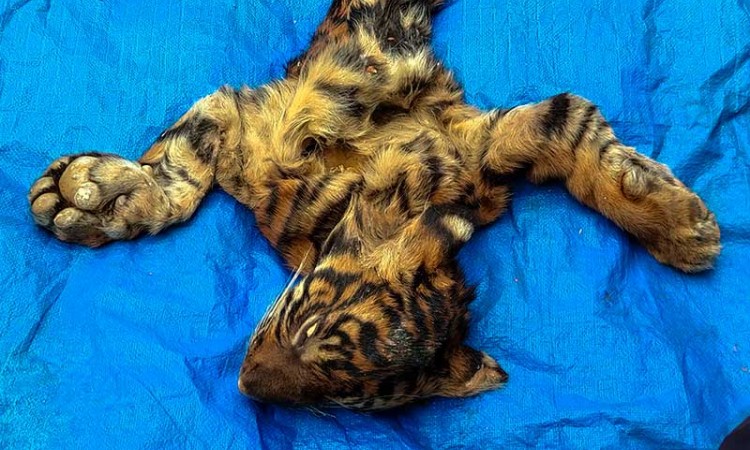 BKSDA Aceh Amankan Kulit Harimau Yang Akan Dijual