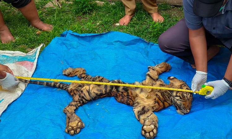 BKSDA Aceh Amankan Kulit Harimau Yang Akan Dijual