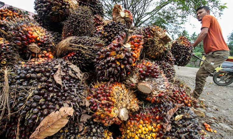 Harga Tandan Buah Segar (TBS) Kelapa Sawit di Aceh Alami Kenaikan