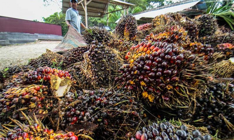 Harga Tandan Buah Segar (TBS) Kelapa Sawit di Aceh Alami Kenaikan