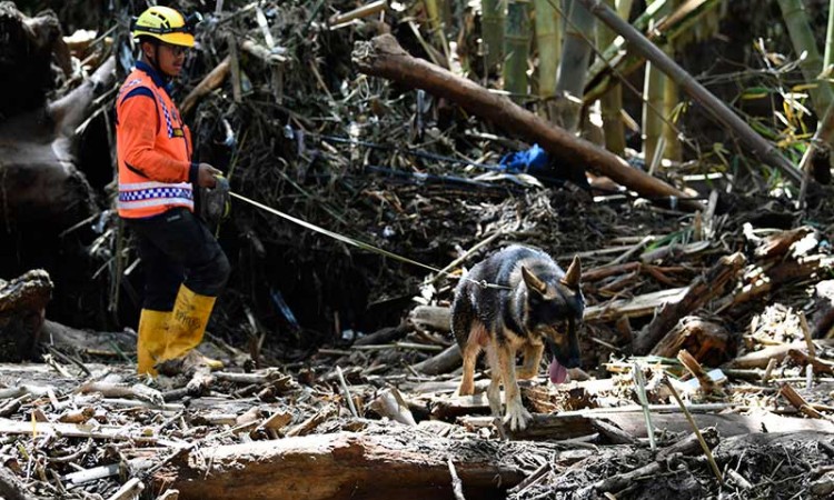 Tim SAR Terjunkan Anjing Pelacak Untuk Mencari Korban Banjir Bandang di Kota Batu