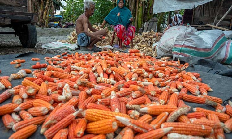 Tingginya Permintaan Membuat Harga Jagung Pipilan Kembali Naik