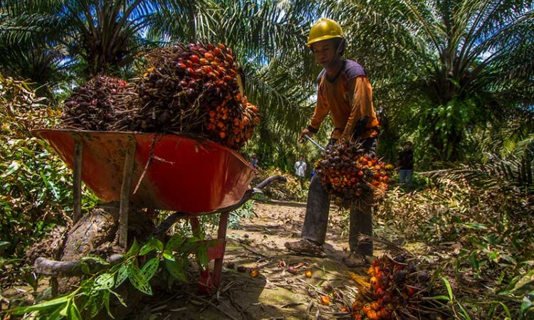 Harga TBS Kelapa Sawit di Kalimantan Selatan Naik