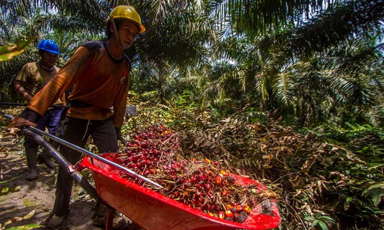 Harga TBS Kelapa Sawit di Kalimantan Selatan Naik