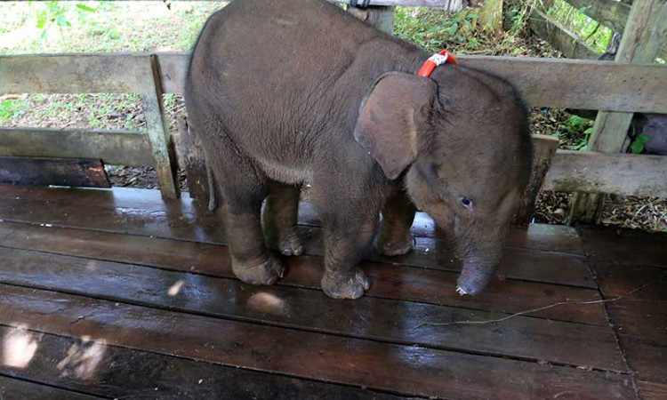 Pemulihan Anak Gajah Liar di Aceh Yang Terkena Jerat