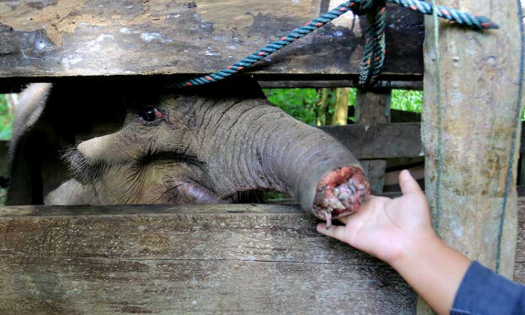 Pemulihan Anak Gajah Liar di Aceh Yang Terkena Jerat