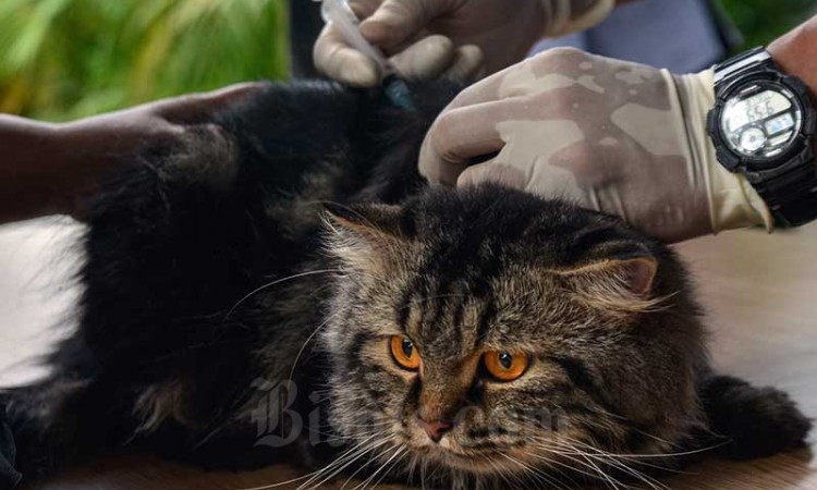 KPKP Jakarta Selatan Berikan Vaksin Rabies Gratis Untuk Binatang Peliharaan Warga