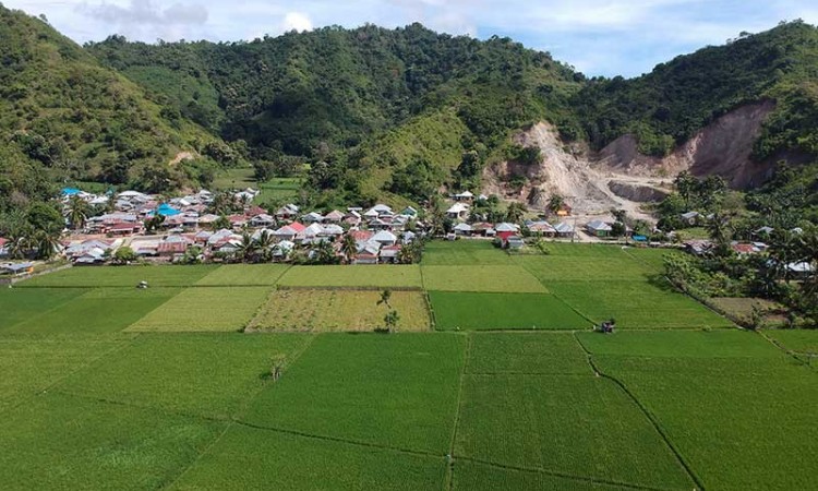 Luas Area Panen Padi di Gorontalo Diprediksi Meningka 0,62 Persen Pada 2021